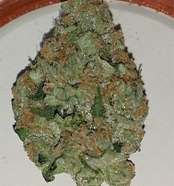 Cookies Kush Marijuana strain Oregon