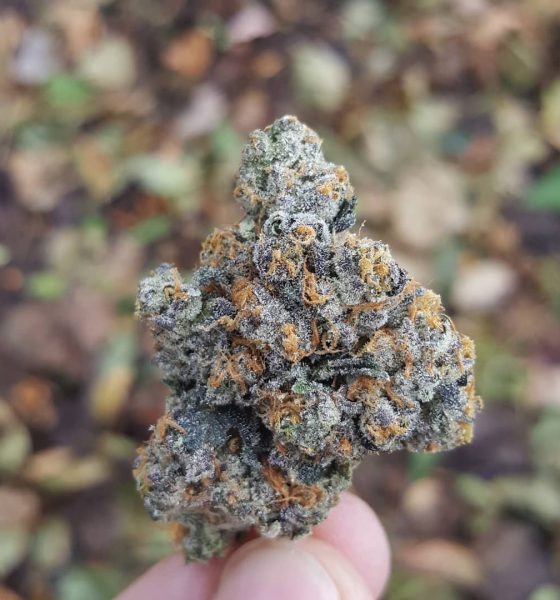 Gary Payton Kush where to buy in Oregon