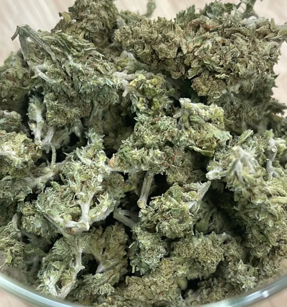 Buy Chronic Guru Kush in Oregon