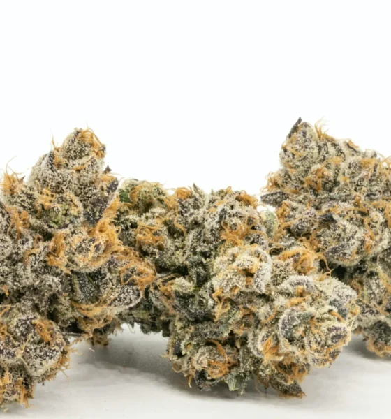 Devine Runtz Strain For Sale In Oregon