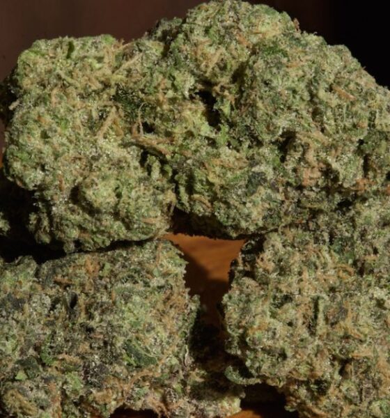Critical Kush Strain New Ross