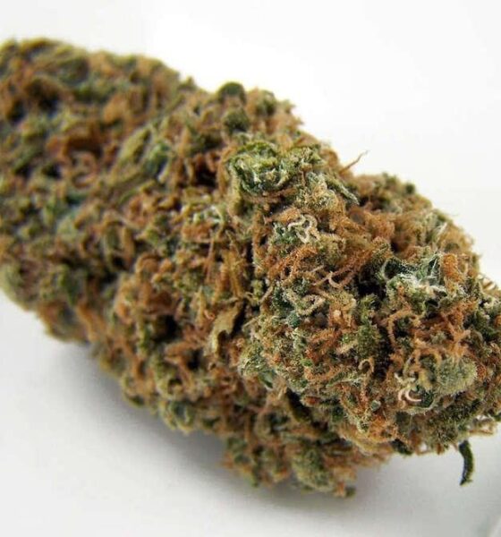 Lucky Lion Strain Tramore