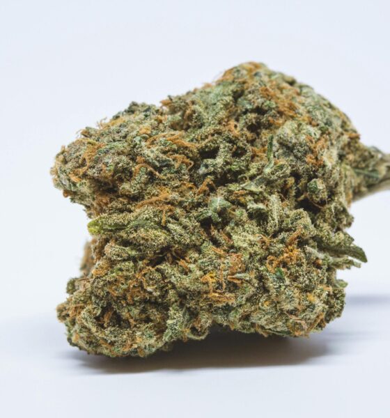 Blue Cheese Weed Strain Bray