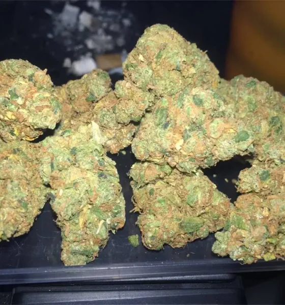 Where To Purchase Amnesia Haze Strain For Sale Oregon