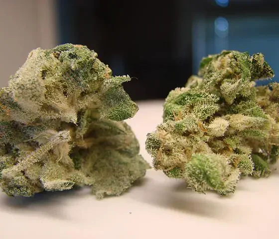 G13 Weed Strain Dublin