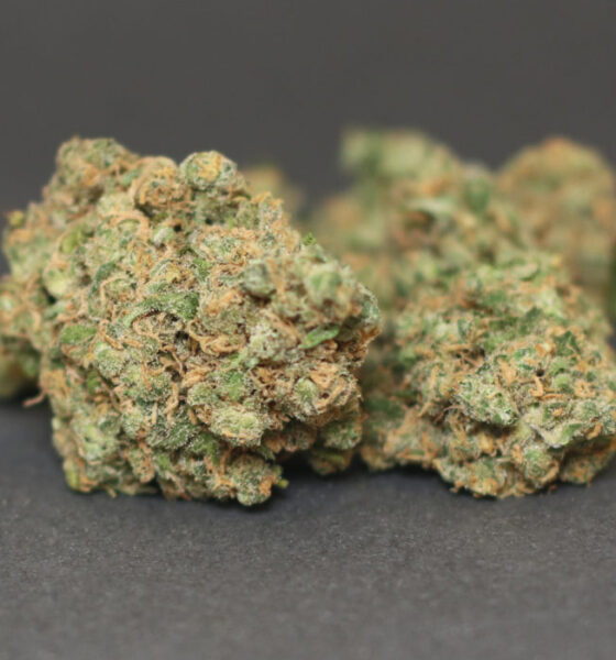 Critical Kush Strain New Ross