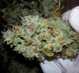 Where To Buy Lemon Haze Strain Online In Oregon