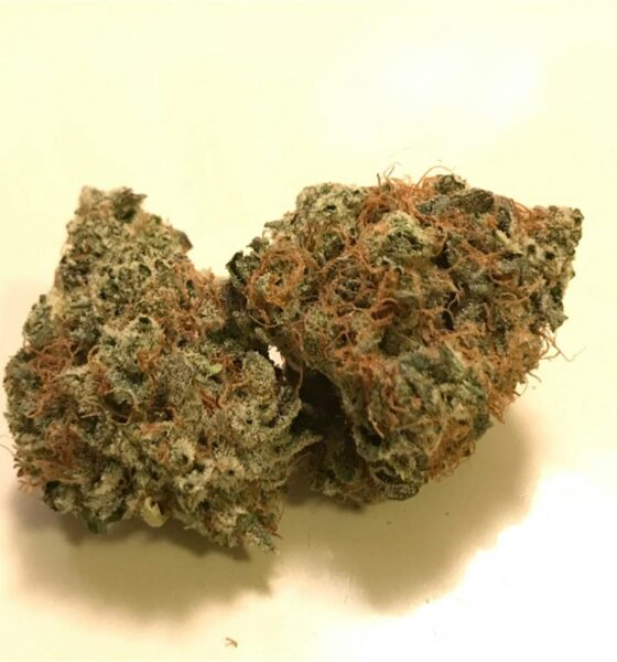 Buy Animal Cookies Strain Wexford