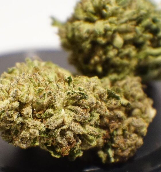 G13 Weed Strain Dublin