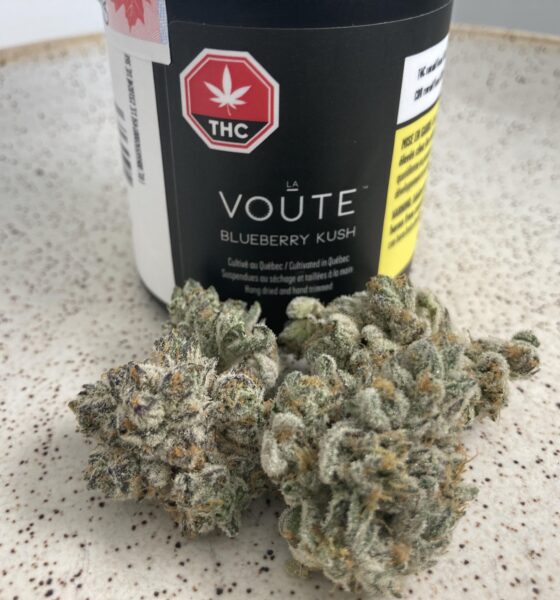 Blueberry Kush Strain Letterkenny