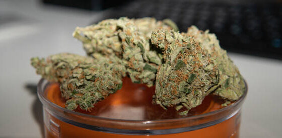 Cherry AK 47 Strain