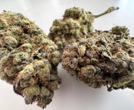Afghan Kush Seed Kilkenny