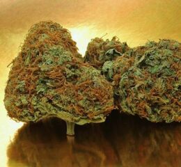 Cherry AK 47 Strain