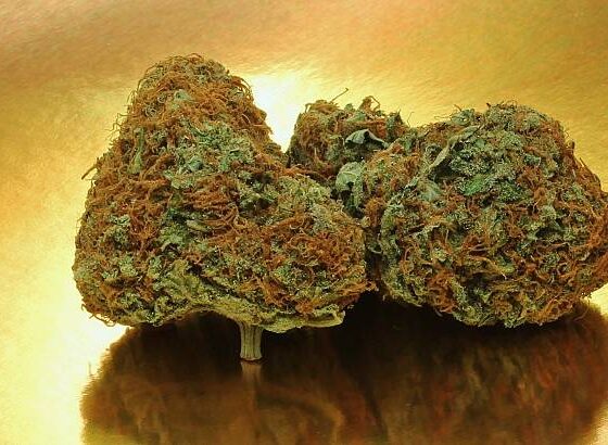 Cherry AK 47 Strain