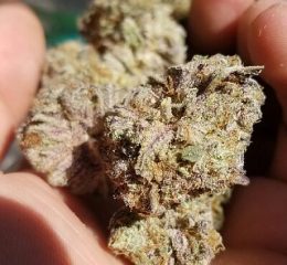 where-to-prochase-blackberry-kush-strain-online-in-oregon