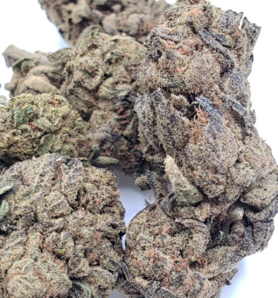Extreme OG Strain Ardee