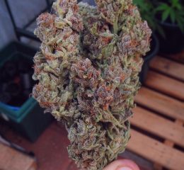 Where To Buy Blueberry Kush Online In Oregon