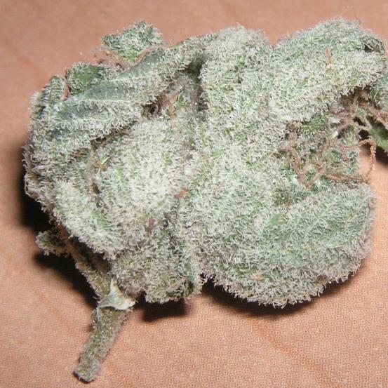 Where To Get White Widow Strain Online In Oregon