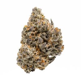 white buffalo strain for sale