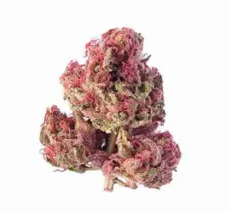 Pink kush indica USA