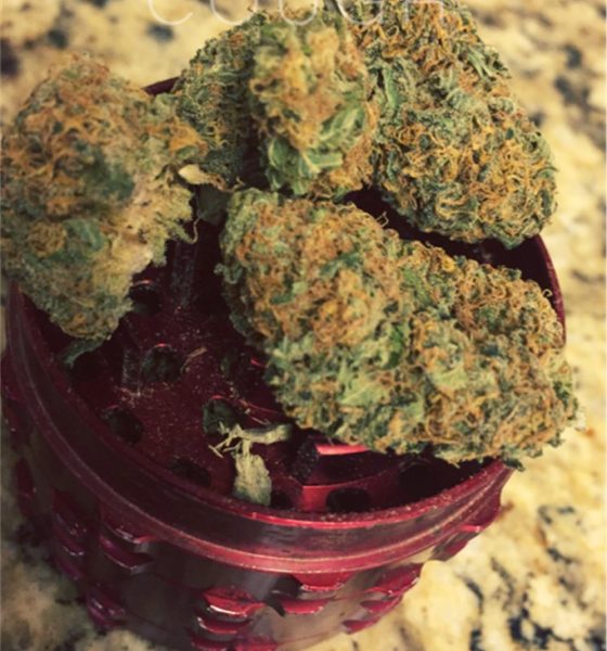 Buy Raspberry Cough Marijuana Strain OR