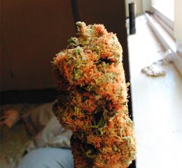 Fire alien kush strain Beaverton OR