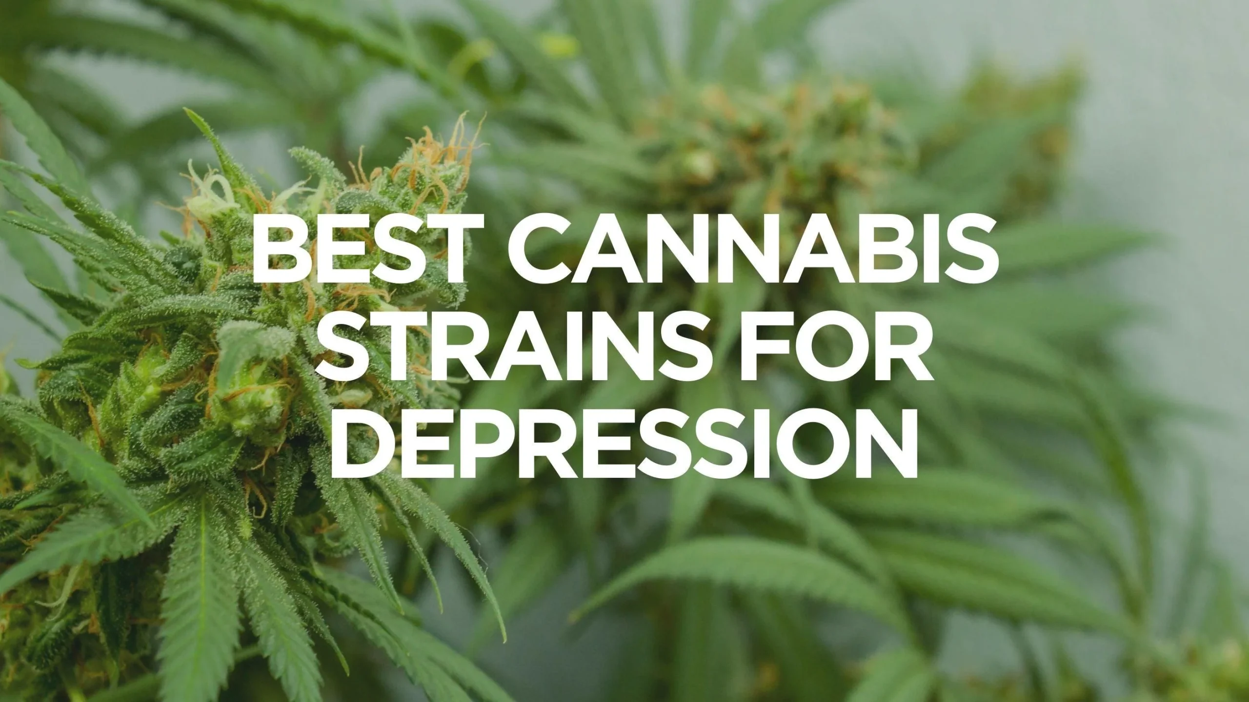 best marijuana strains for depression