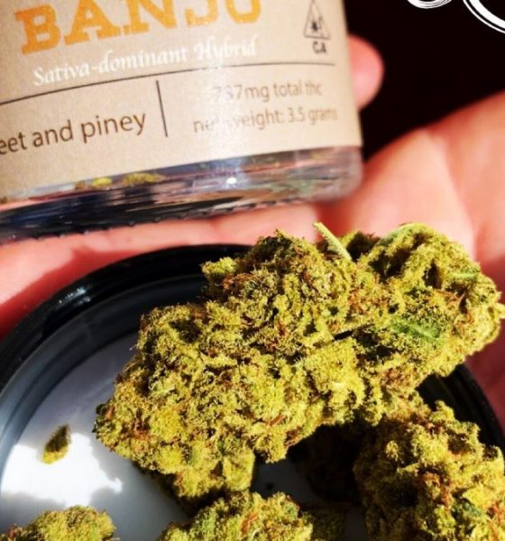 Banjo weed strain OR